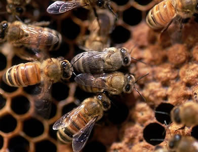 What’s the Bee-g Idea? 6 Sticky Truths About Eating Honey