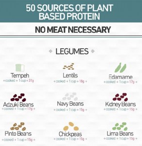 plant protein sources