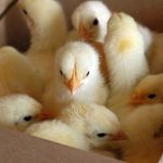 How One Inspirational Vegan Mum Educated Her Child's School Over Chick Hatching