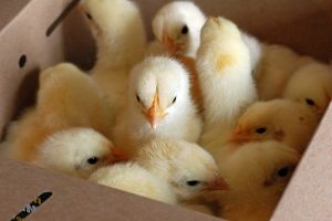 chick hatching in schools