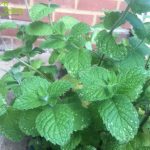 6 Expert Tips for Growing Mint (Plus a Nutritional Benefits Breakdown)