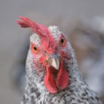Backyard Chickens: What Came First, the Egg or the Exploitation?