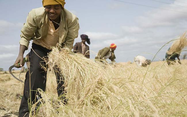 harvesting-teff