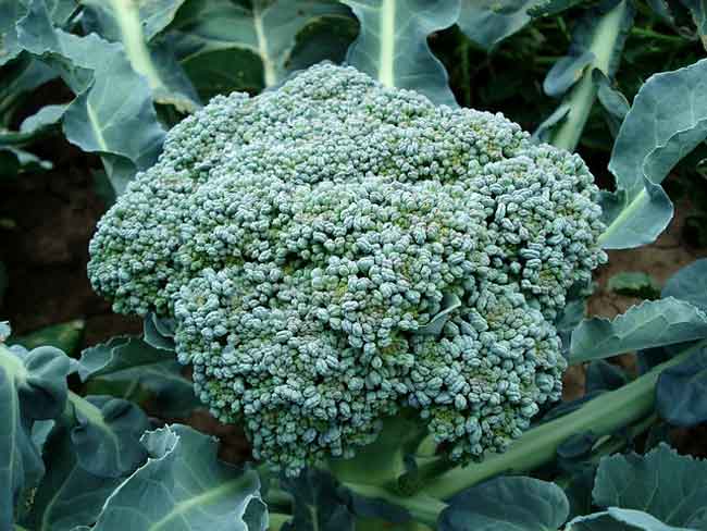 broccoli glucosinolates