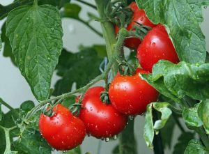 tomatoes-lycopene