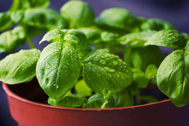 basil-best-herb-grow-indoors
