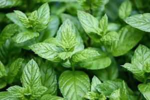 peppermint-best-herbs-grow-indoors