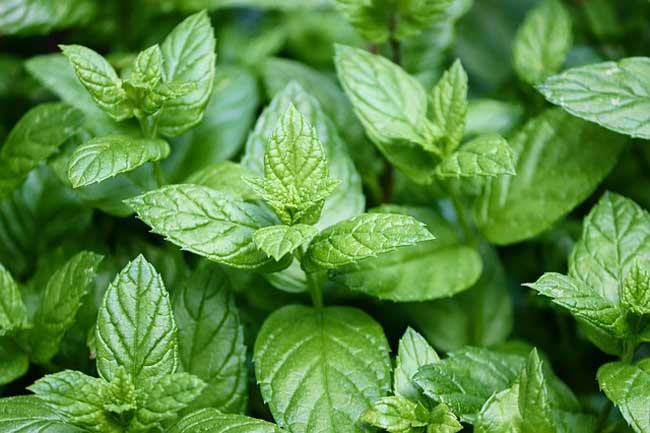 12 Best Herbs to Grow Indoors & Their Health Benefits