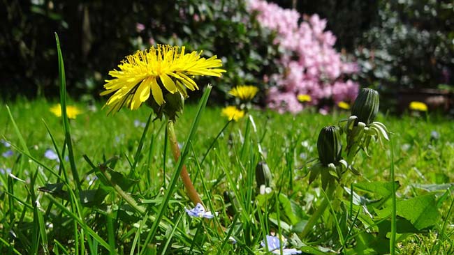 dandelion-root-benefits