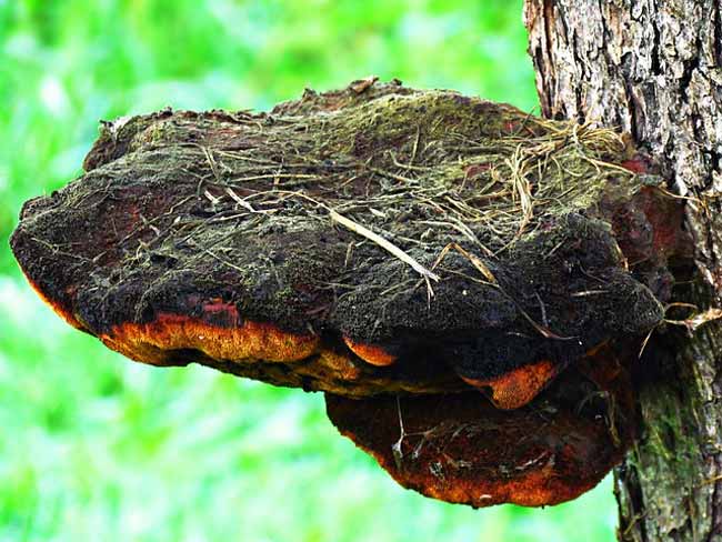 chaga-mushroom-benefits