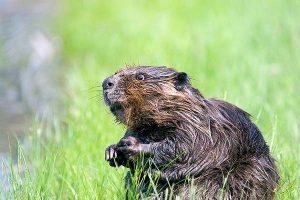 beaver-castoreum